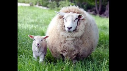 орк.варненци - Кючек Брестак