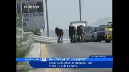 Коне по пътя към Европа -това го има само в Bg