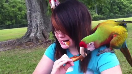 Красиви папагали споделят пицата си с момиче.