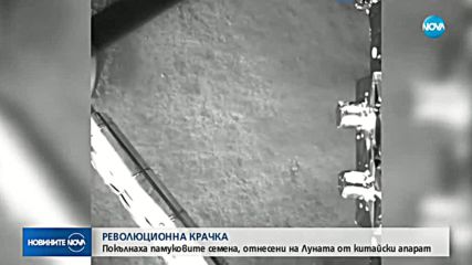 Покълнаха памуковите семена, отнесени на Луната от китайски апарат