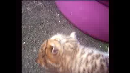 Котка с нейното малко