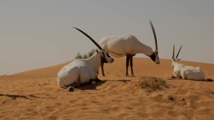 Ориксите - красивите антилопи на пустинята ("Без багаж" еп.151).