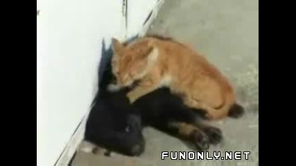 Котка Масажист
