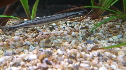 Florida Spotted Gar-lepisosteus platyrhinchus