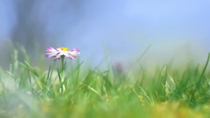 Richard Clayderman- Belle