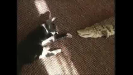 Котка Си Играе С Крокодил