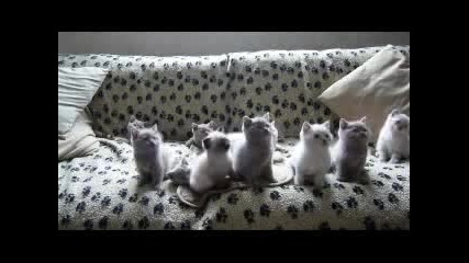 Танцуващи котета 