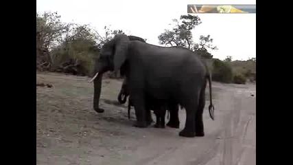Бебе слон киха и плаши себе си 