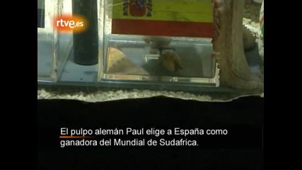 Октоподът Паул избра Испания 