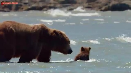 Bears / Мечки (2014)