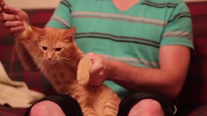 Dupstep cat