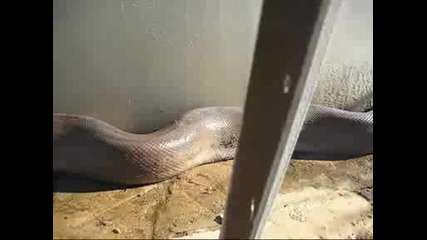 Най - дългата змия в света