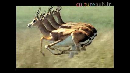 Wildlife