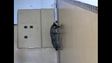 Коте си отваря само вратата