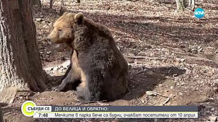 "Дотам и обратно": Мечките в Белица се събудиха от зимен сън