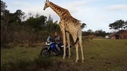 Огромен жираф си хареса мотор