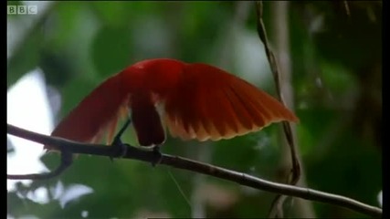 танцуващата птица - Bbc Hd - Планета Земя - Видео - - Bg Flash
