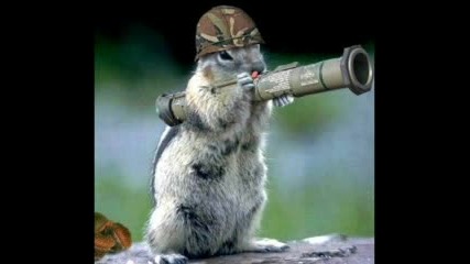 Funny Pics