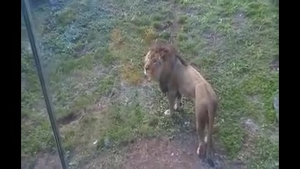 Лъв атакува дете !!!