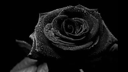 Mechanical Moth - Dead Roses
