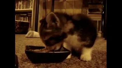 Сладки Котенца Вечерят 