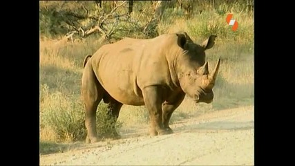 Енциклопедия на животните - Носорог