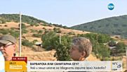 Варварска или санитарна сеч?