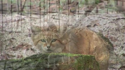 Запознайте се с Пясъчната котка