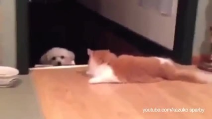 Котки тормозят кучета
