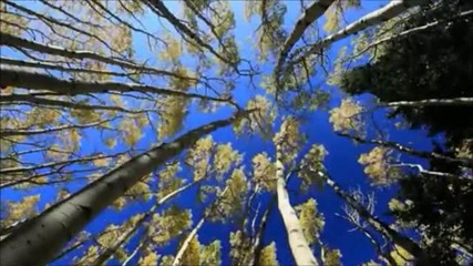 Dan Gibson - Zen Escape