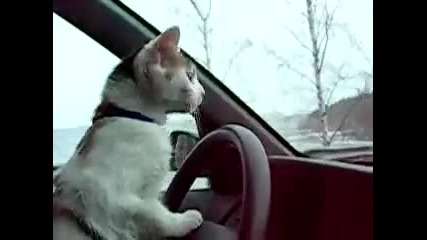 Дори котките са по - добри шофьори от жените 