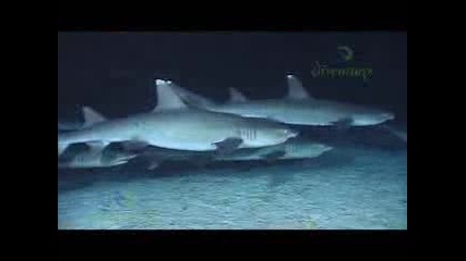 Cocos Island, Costa Rica 