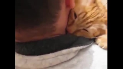 Котка прегръща силно своя стопанин