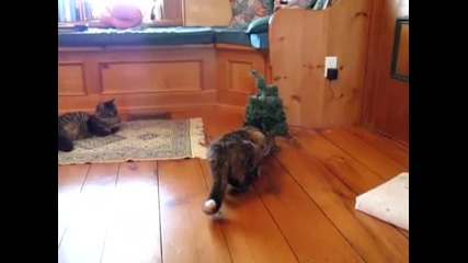 До къде води любопитството!