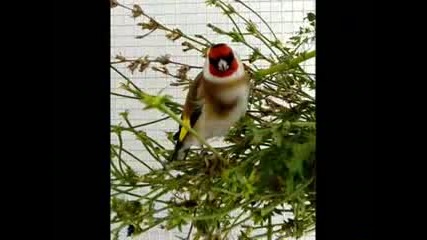 Carduelis Carduelis (sticlete)