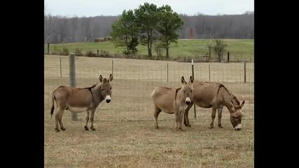 Bent - Donkeys In Heaven