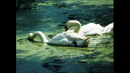 Serenade - Andre Rieu