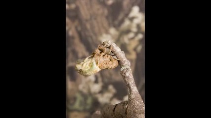 Time-lapse of Cicada Moulting