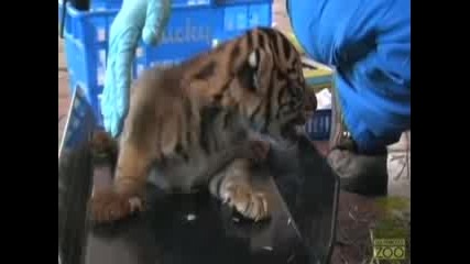Зоопарк - 2 Малки Тигърчета