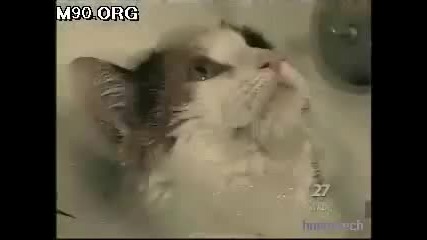 котка водолаз 