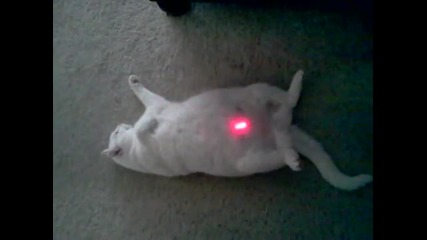 Мързелива котка