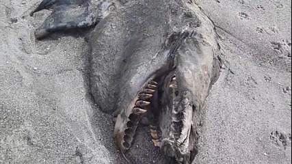 Откриха мистериозно чудовище на плажа в Нова Зеландия