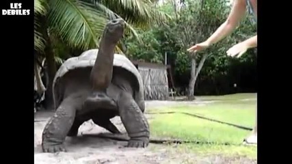 Незадоволена жена си играе с костенурка :д