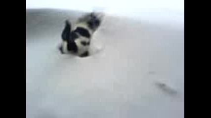 Котак В Снега