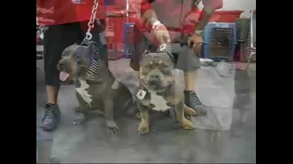 (bully Coalition) Houston Tx. May 2008 Bully Show