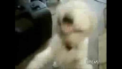 Куче Метъл