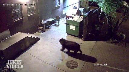 Скрита камера засне мечка как краде контейнер за боклук от заведение ...