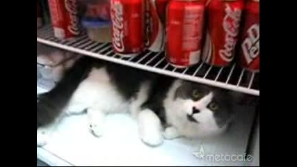 Котка в хладилник