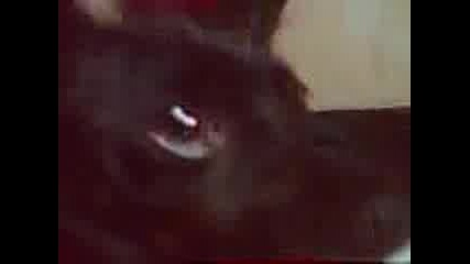 R I P maksi !!!