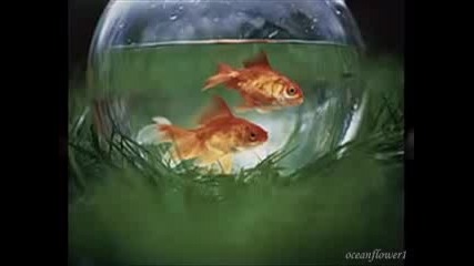 Gheorghe Zamfir - I just called to say i love you